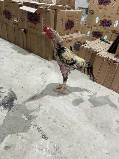 Aseel murg