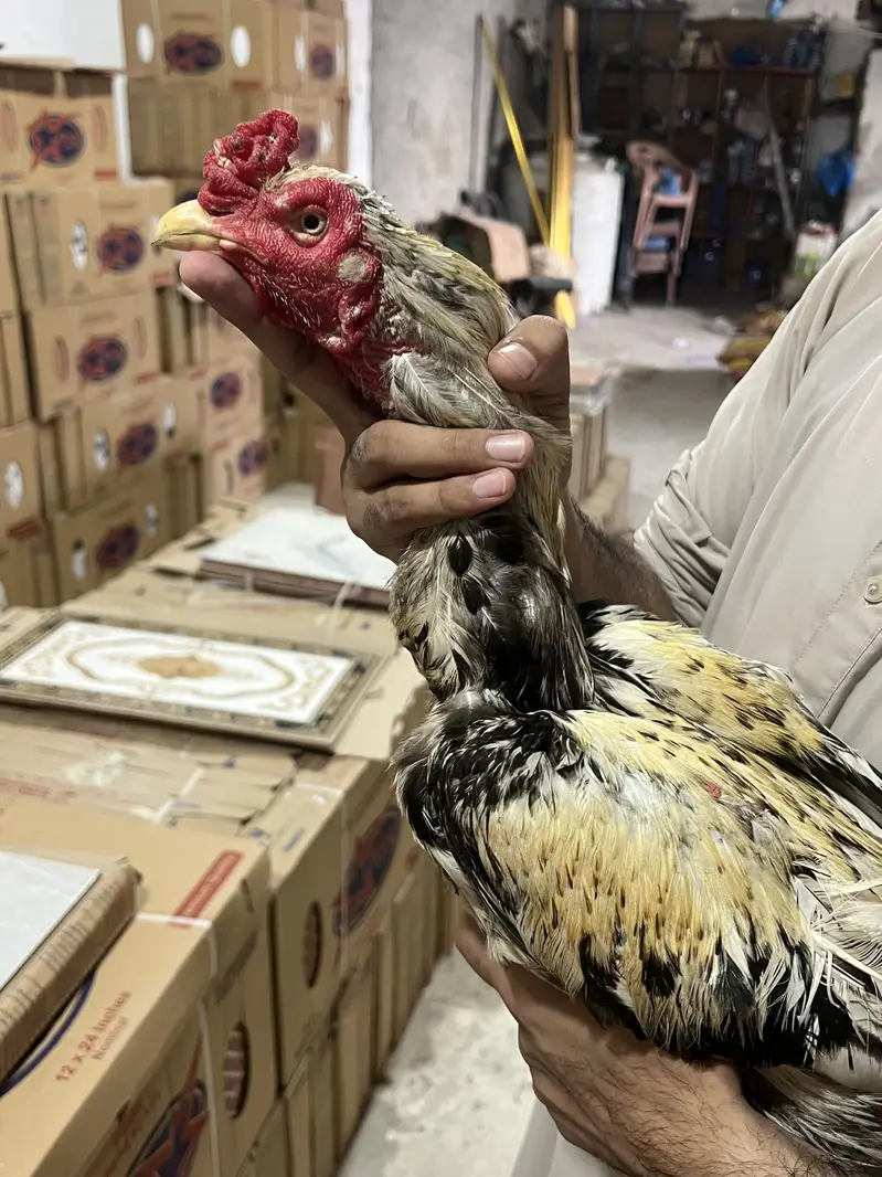 Aseel murg — photo 3