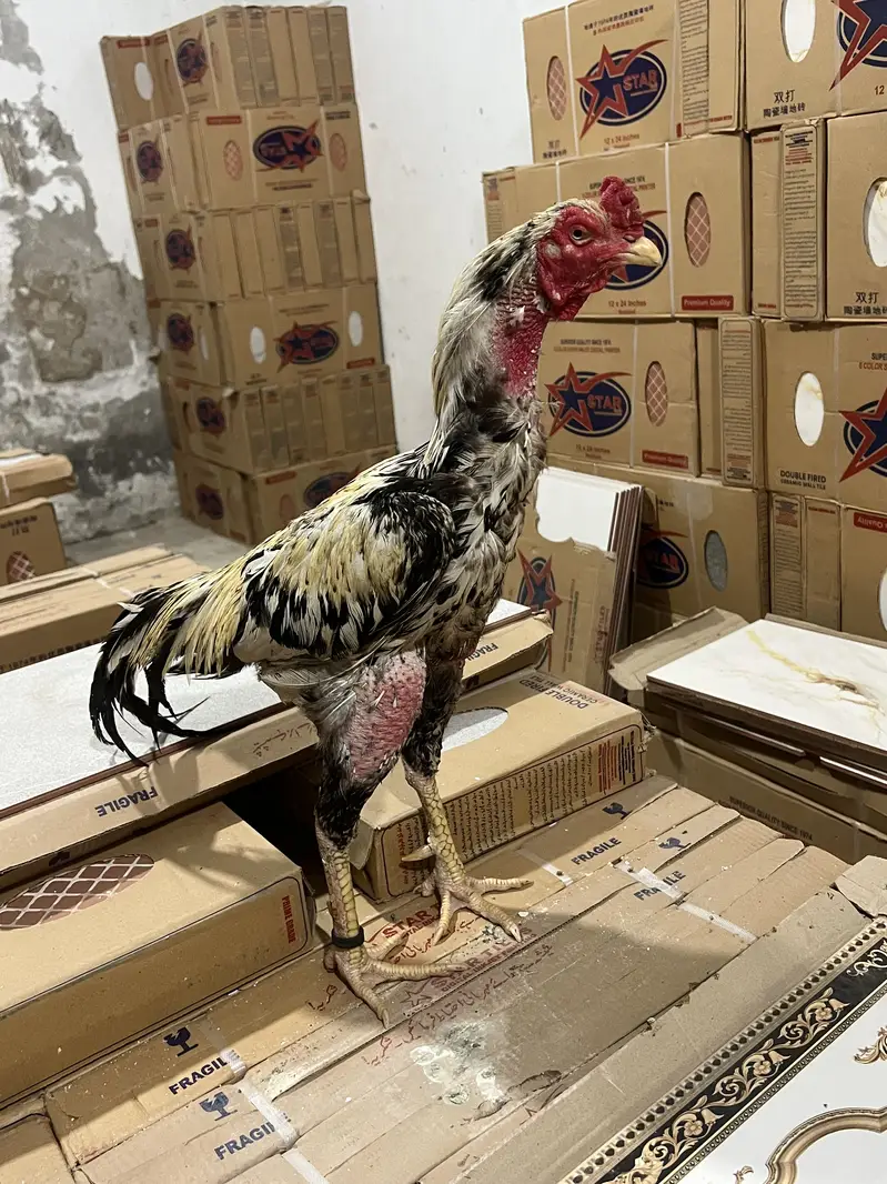 Aseel murg — photo 5