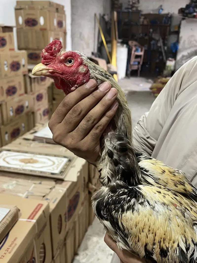 Aseel murg — photo 6