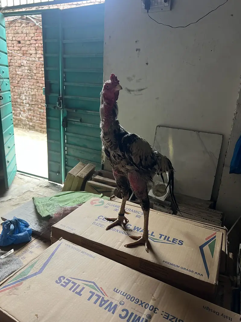 Aseel murg — photo 8
