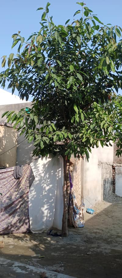 palcan ka tyar poda
