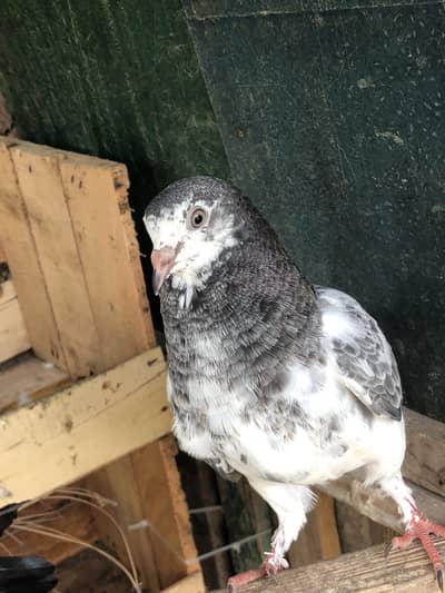Pigeons, peigon, Kabootar for sale birds