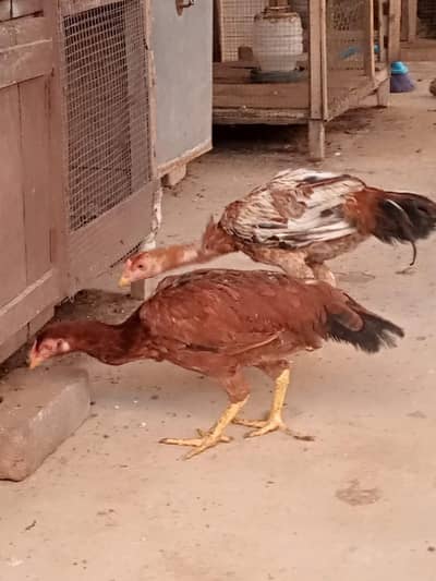aseel hen sale 03212989467