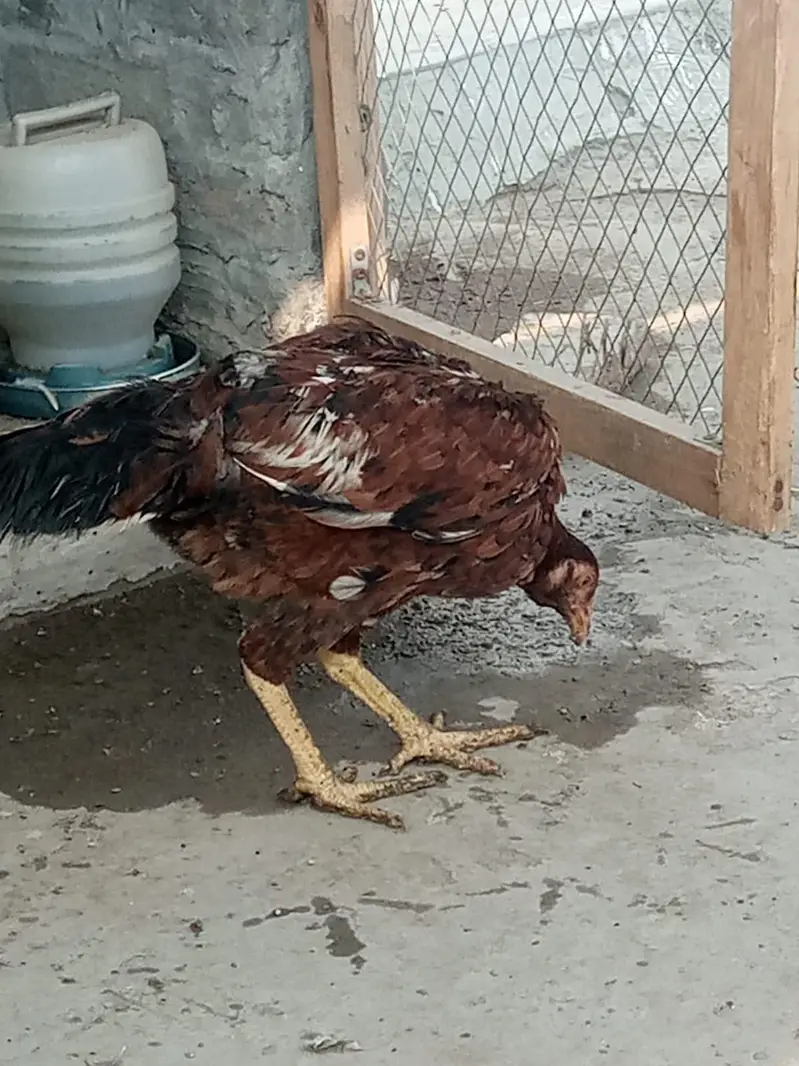 aseel hen sale 03212989467 — photo 2