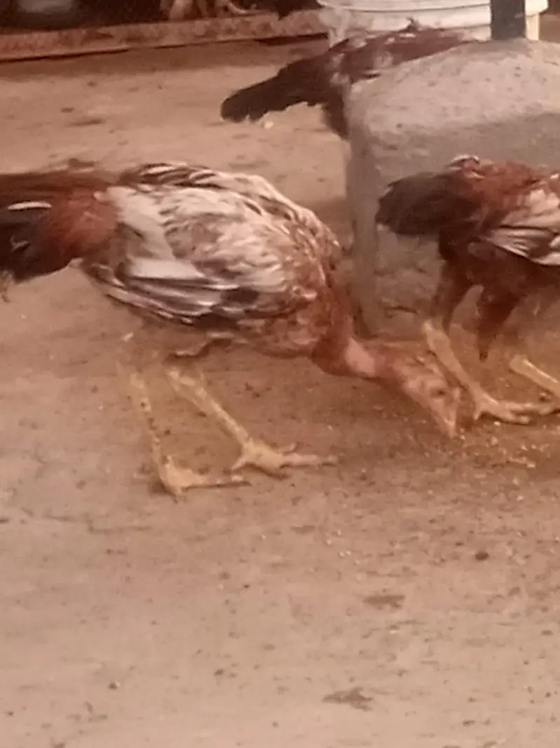 aseel hen sale 03212989467 — photo 3