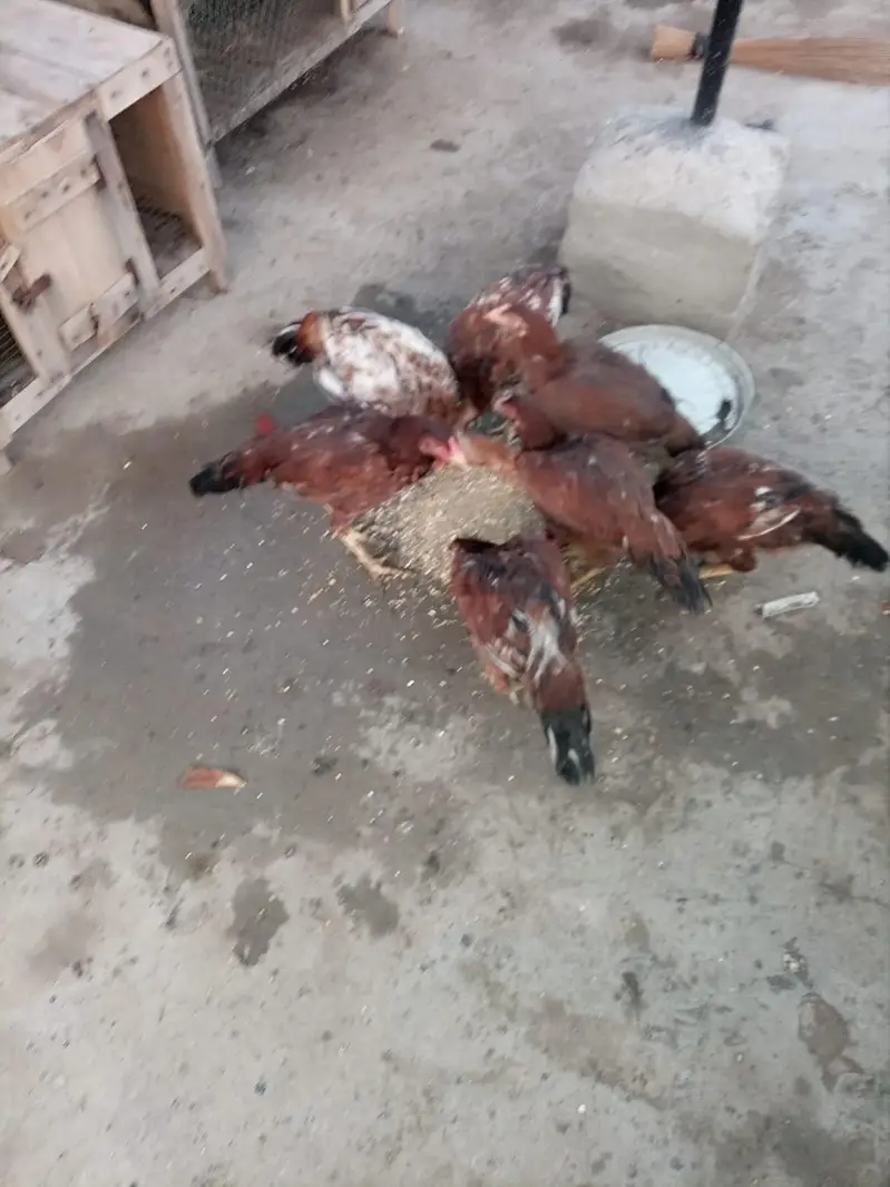 aseel hen sale 03212989467 — photo 4