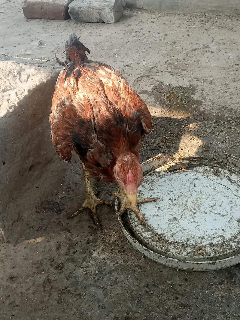 aseel hen sale 03212989467 — photo 5