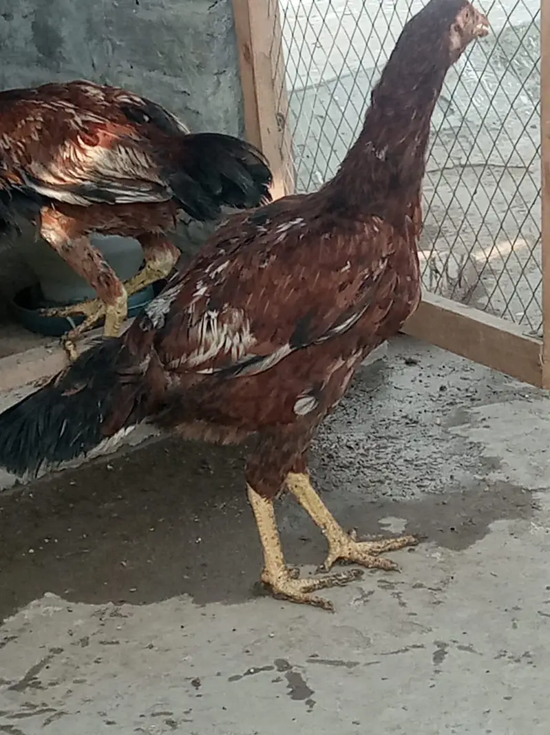 aseel hen sale 03212989467 — photo 6