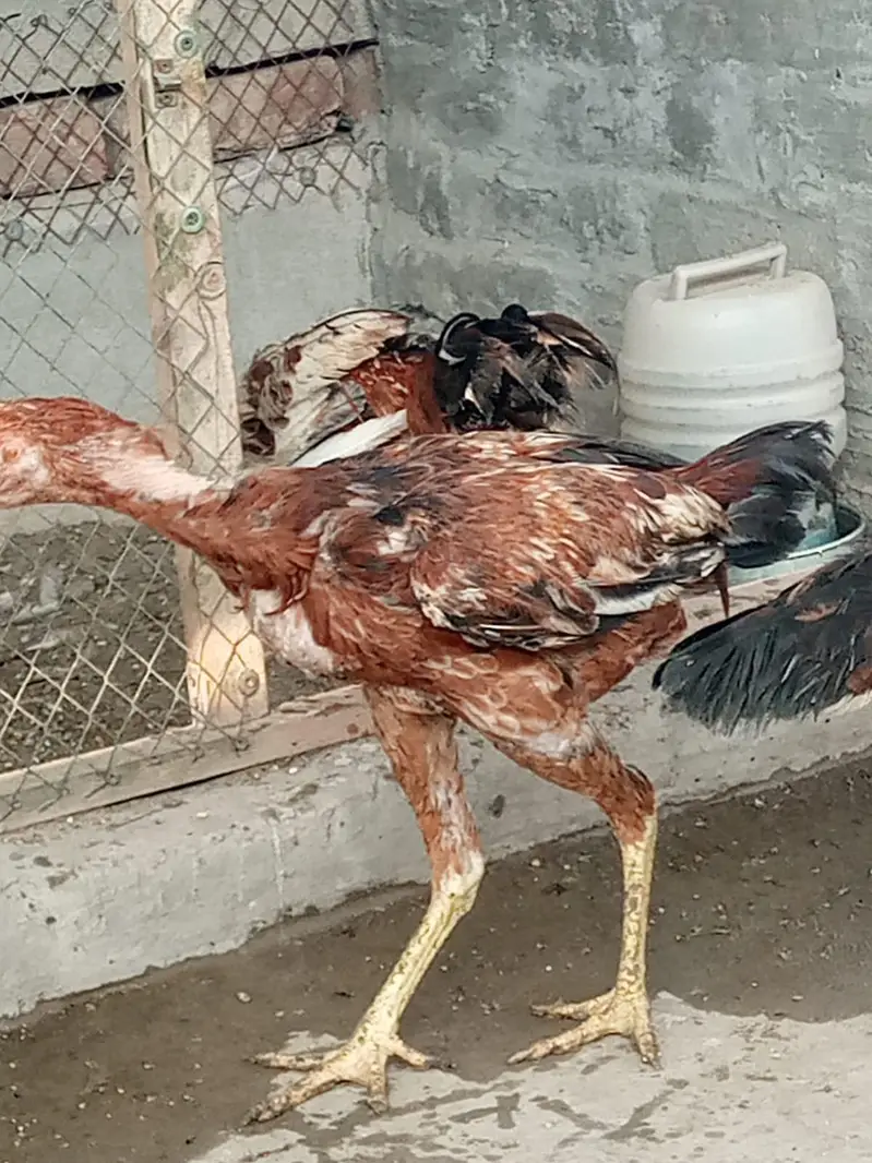 aseel hen sale 03212989467 — photo 7