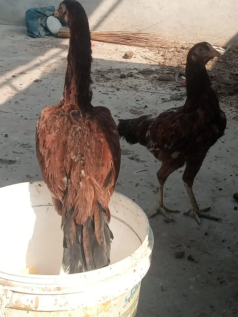 aseel hen sale 03212989467 — photo 8