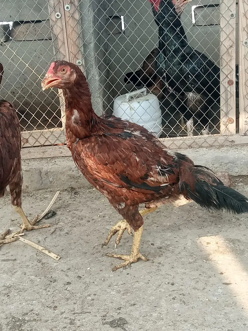 aseel hen sale 03212989467 — photo 9