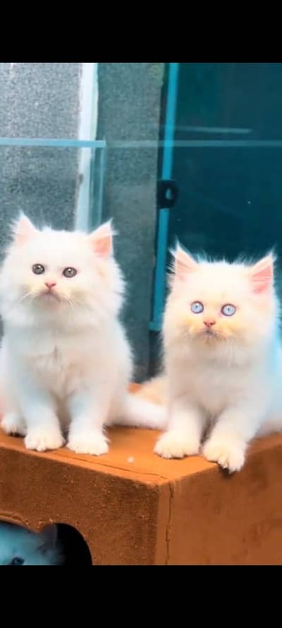 Quality Persian Punchface cat & kitten. moreWhatsApp 03265642090