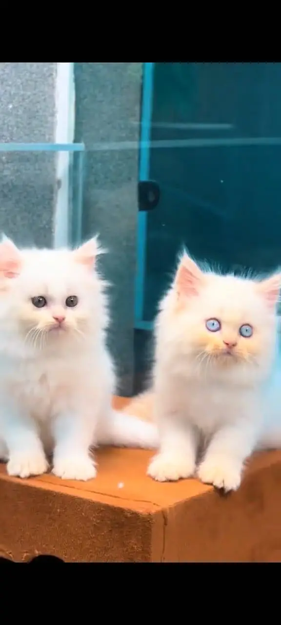 Quality Persian Punchface cat & kitten. moreWhatsApp 03265642090 — photo 3