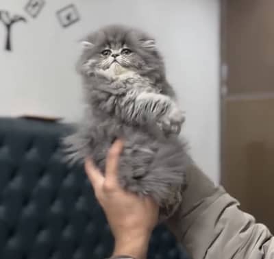 Quality Persian Punchface cat & kitten. moreWhatsApp 03265642090