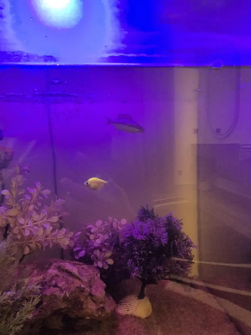 Fish aquarium | Fish tank | Aquariums| Aquarium for sale — photo 2