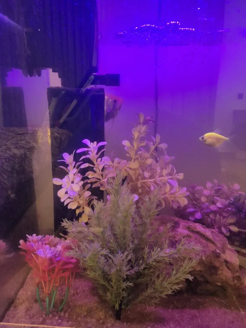 Fish aquarium | Fish tank | Aquariums| Aquarium for sale — photo 3