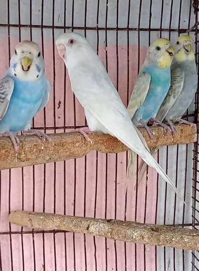 budgie pairs