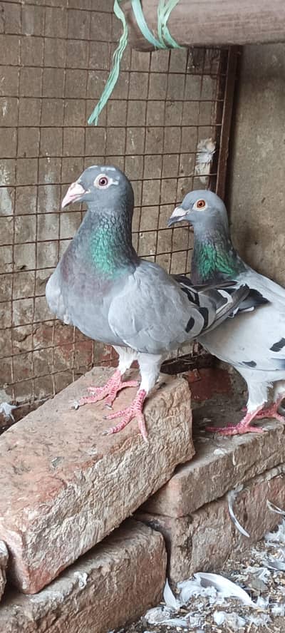 qasid blue bar raser piogen