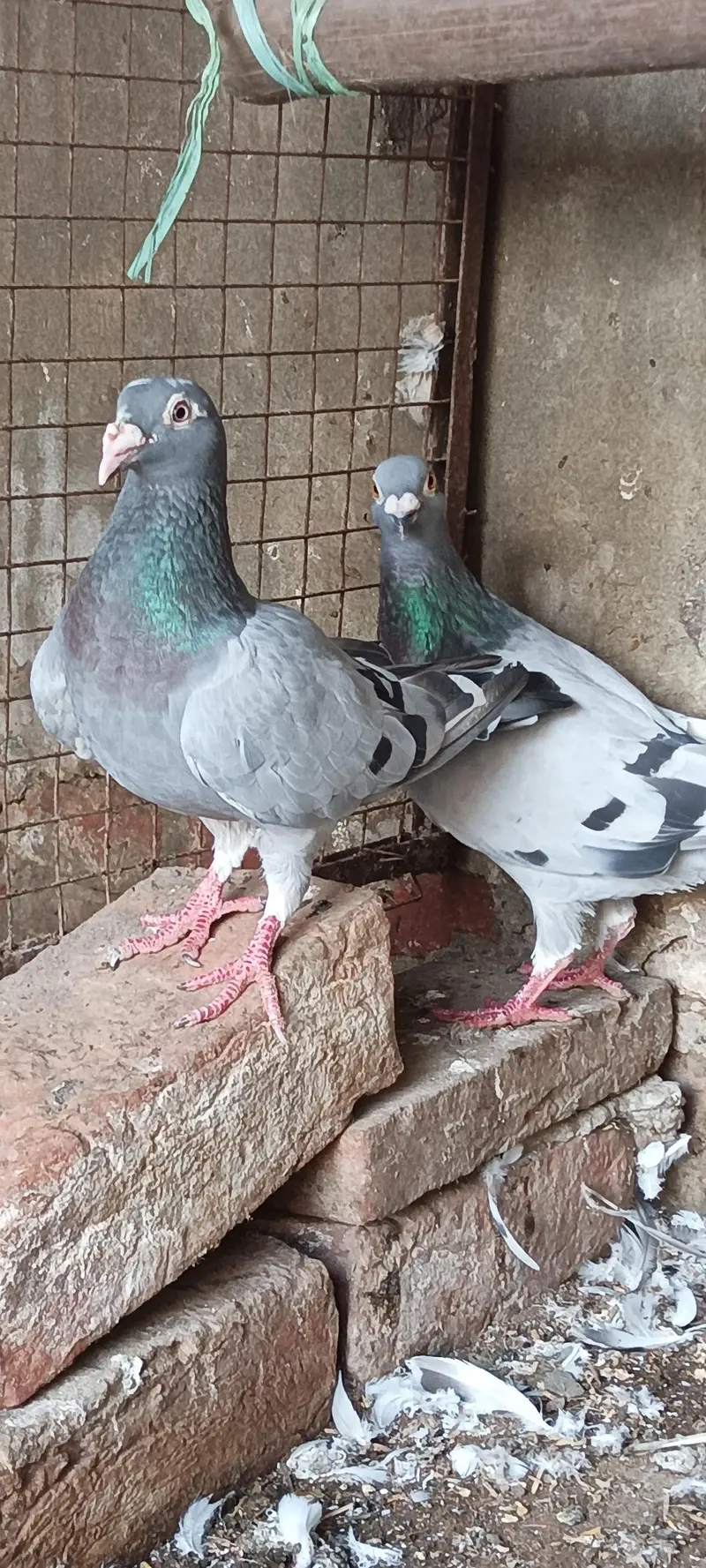qasid blue bar raser piogen — photo 2