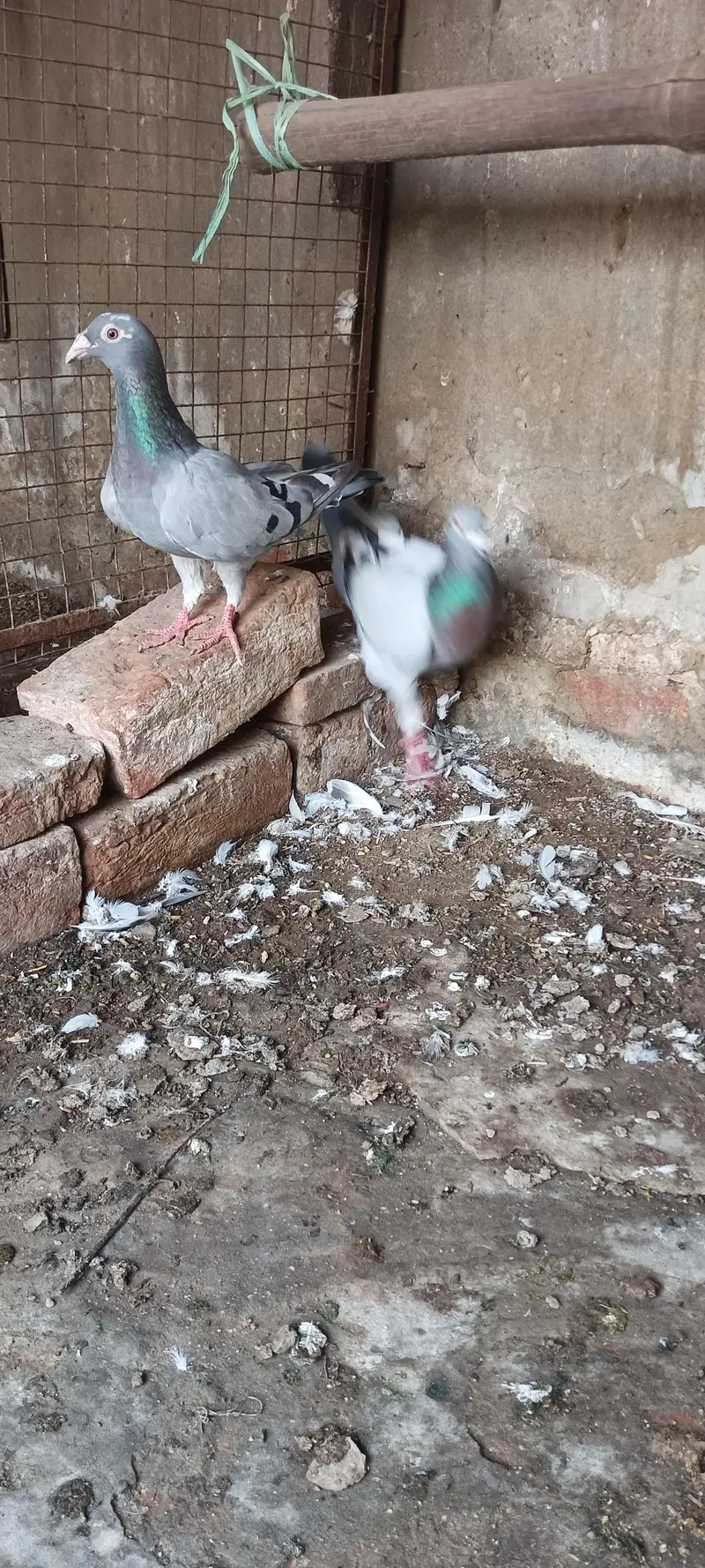 qasid blue bar raser piogen — photo 3