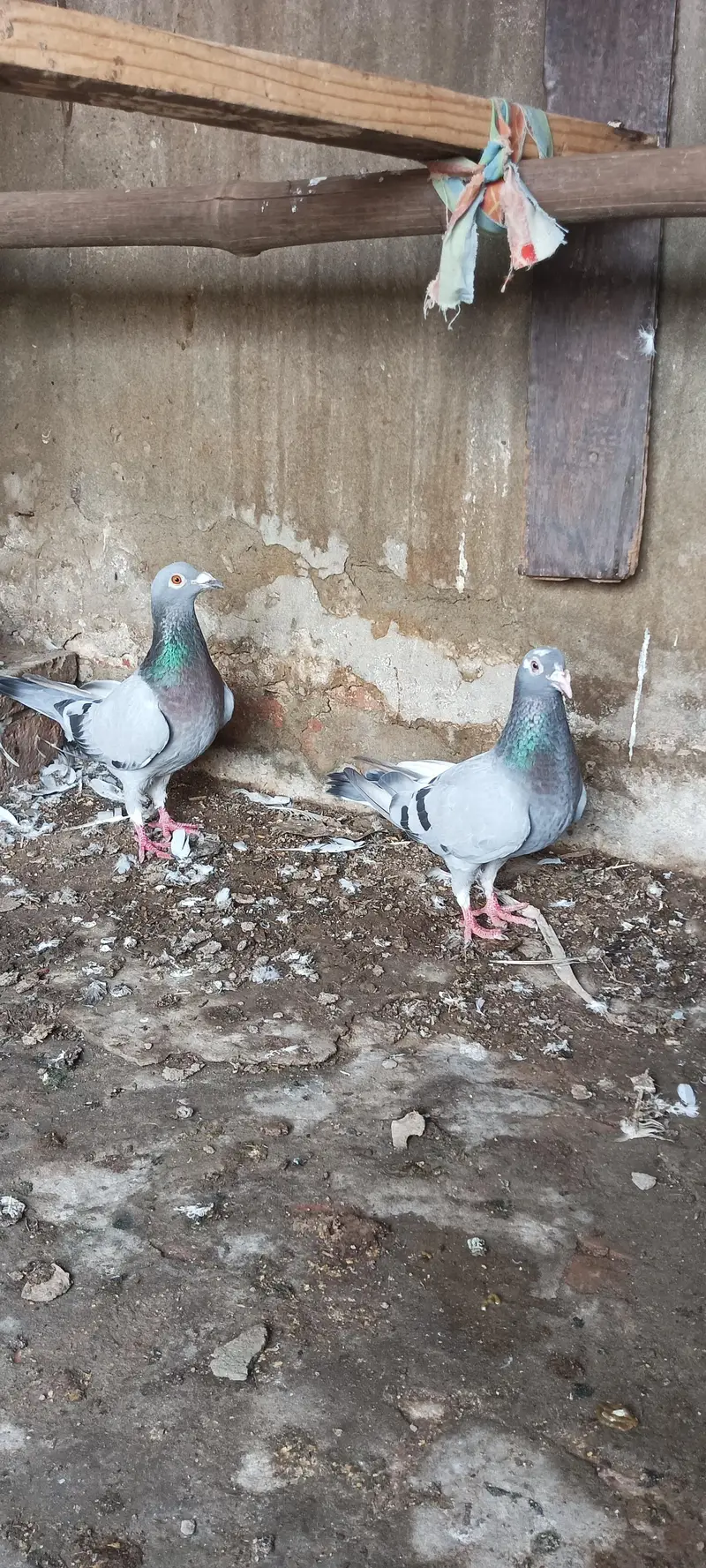 qasid blue bar raser piogen — photo 4