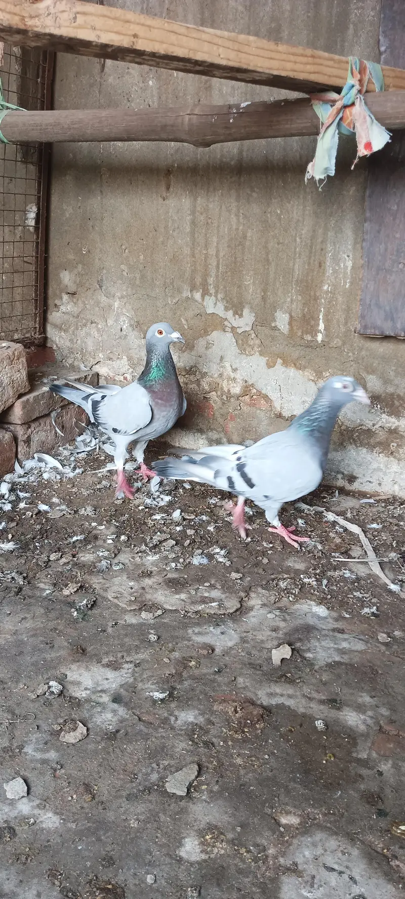 qasid blue bar raser piogen — photo 5
