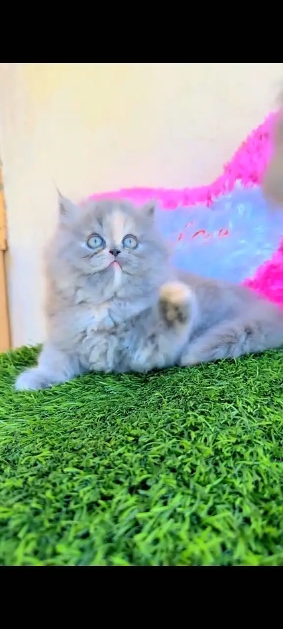 Quality Persian Punchface cat & kitten. moreWhatsApp 03265642090 — photo 3