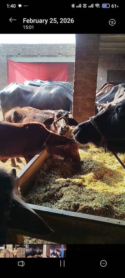 pure Amarican / Australian / fresion cow / bull wacha / qurbani/گائے