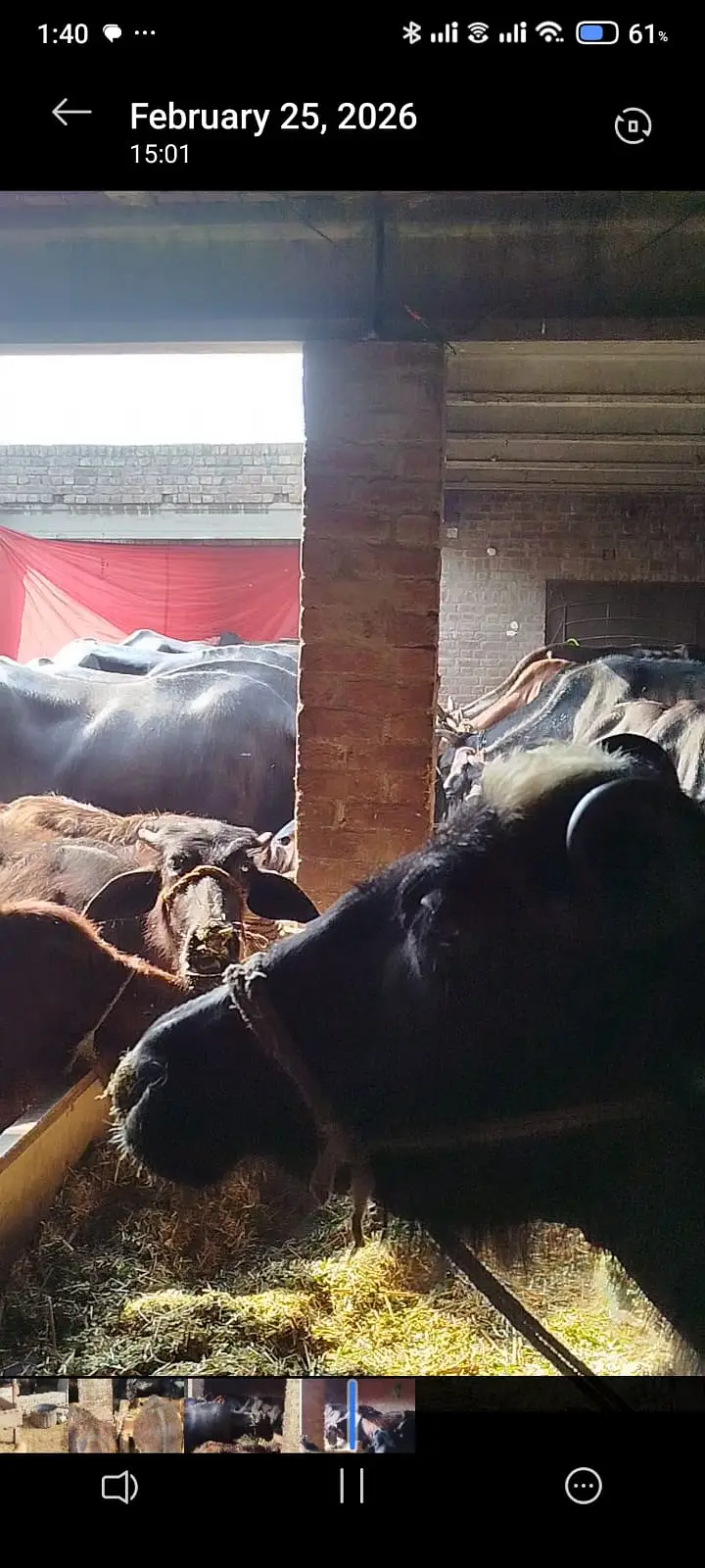 pure Amarican / Australian / fresion cow / bull wacha / qurbani/گائے