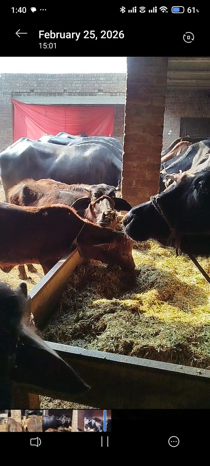 pure Amarican / Australian / fresion cow / bull wacha / qurbani/گائے — photo 2
