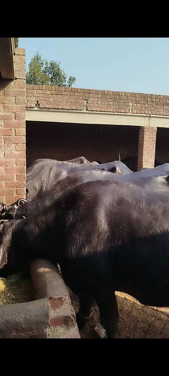pure Amarican / Australian / fresion cow / bull wacha / qurbani/گائے — photo 3