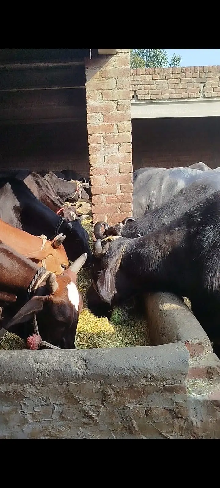 pure Amarican / Australian / fresion cow / bull wacha / qurbani/گائے — photo 4