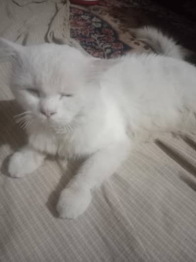 a beautiful male cat