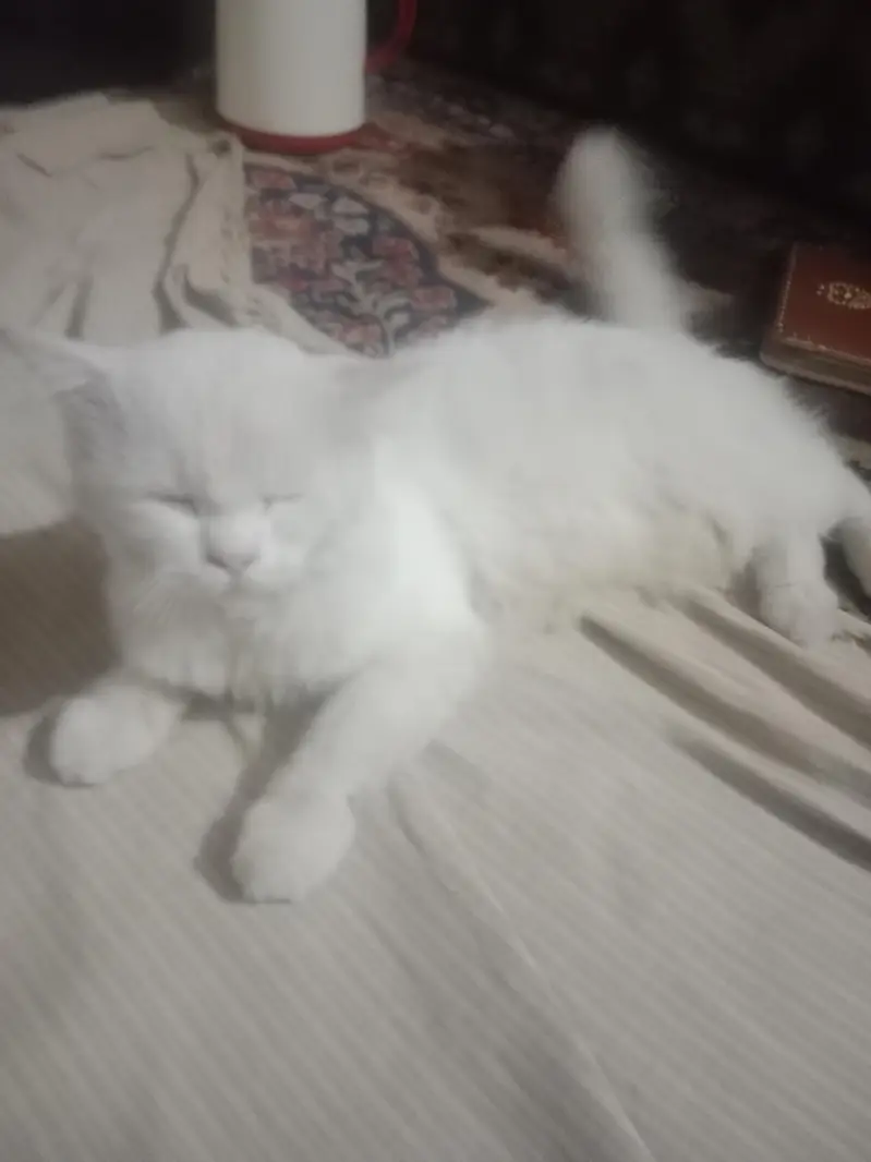 a beautiful male cat — photo 2