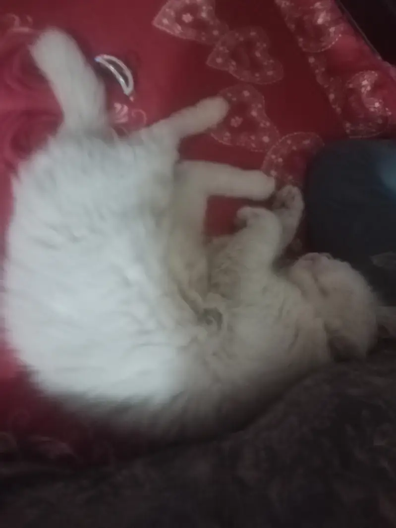 a beautiful male cat — photo 3