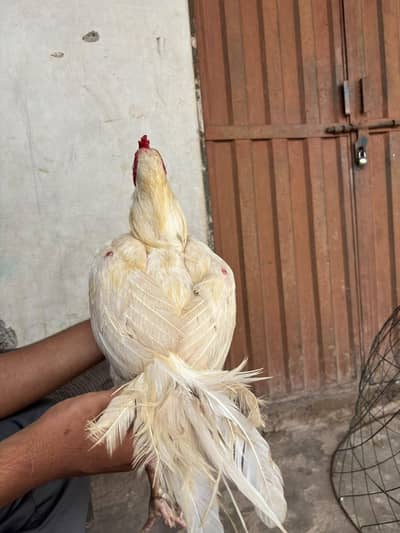Heera breeder