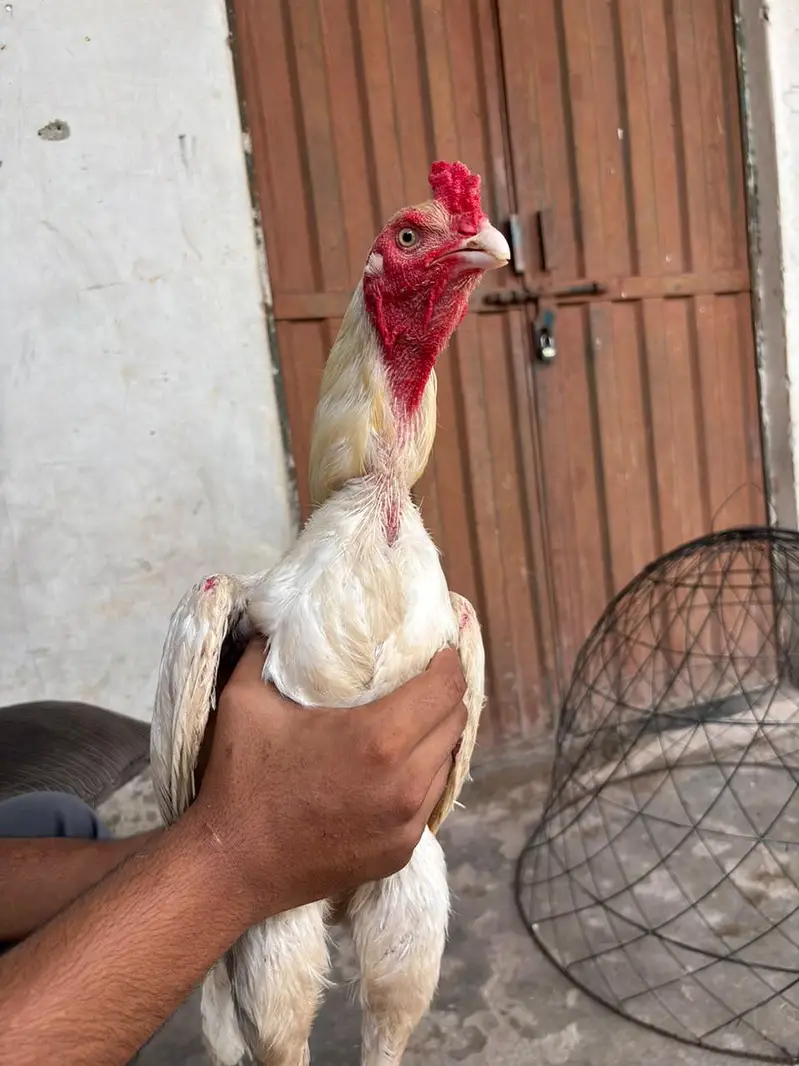 Heera breeder — photo 2