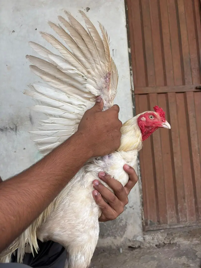 Heera breeder — photo 3