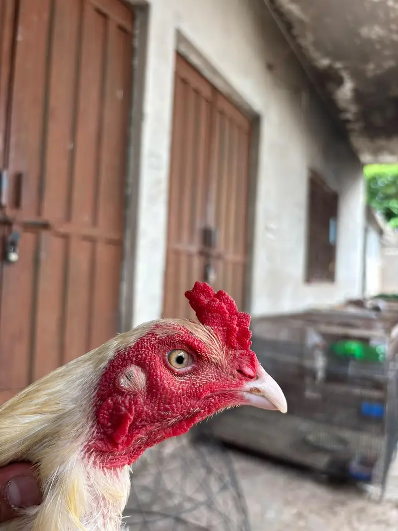 Heera breeder — photo 4