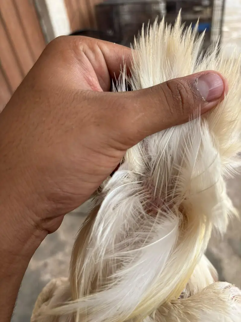 Heera breeder — photo 5