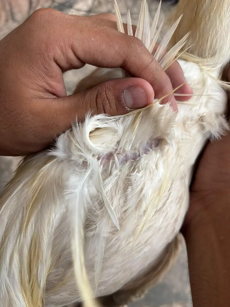 Heera breeder — photo 6