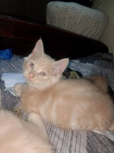 Persian kitten