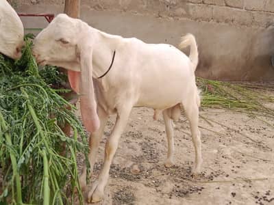 Gulabi bkra for sell