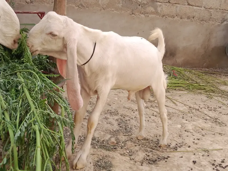 Gulabi bkra for sell