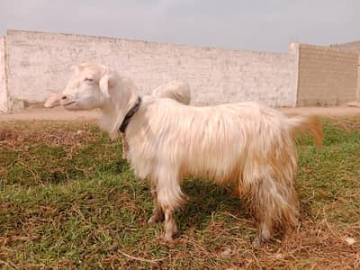 Bantam goats