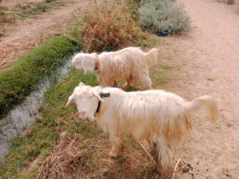 Bantam goats — photo 2