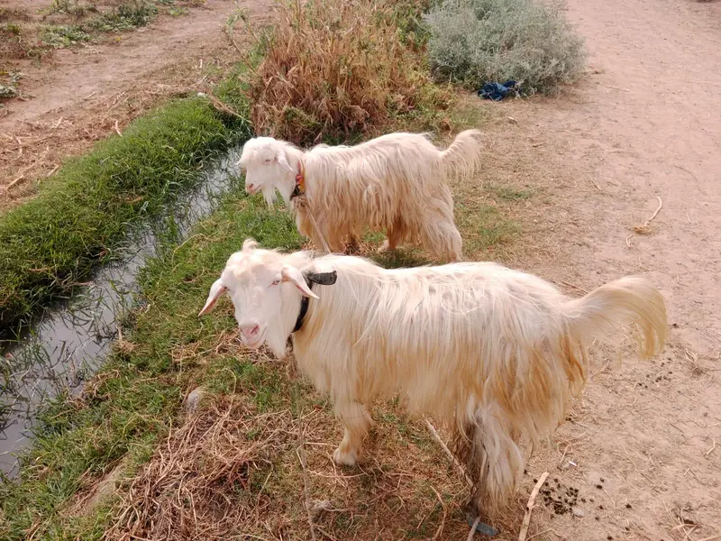 Bantam goats — photo 3