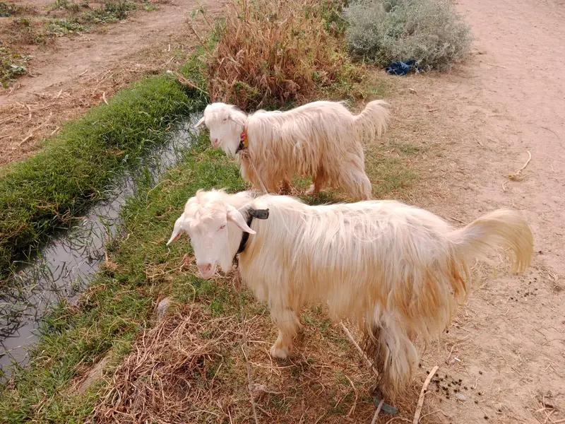 Bantam goats — photo 4