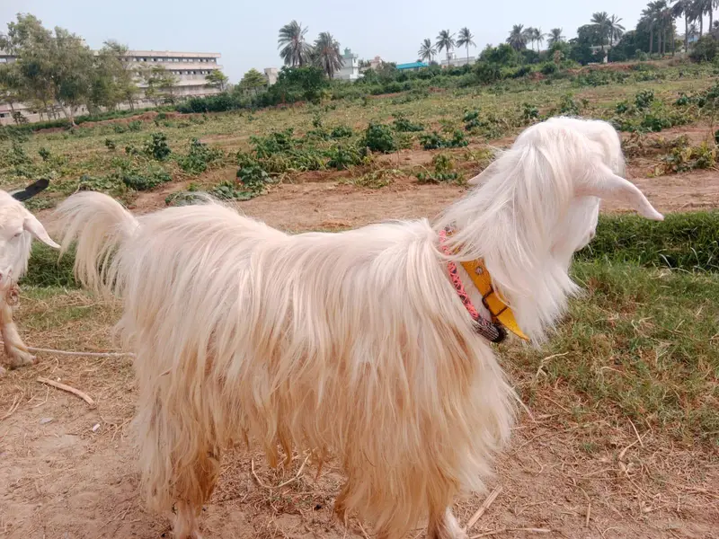Bantam goats — photo 5